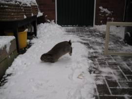 Dikke pret in de sneeuw