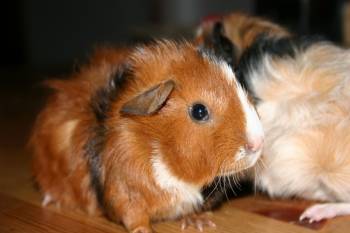 De eerste foto's
