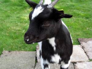 Is ze niet vertederend lief?