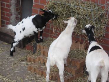 Samen eten