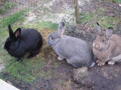 Vriendjes