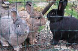 Sofie, Belle en N'Kufo