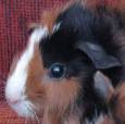 Wilma